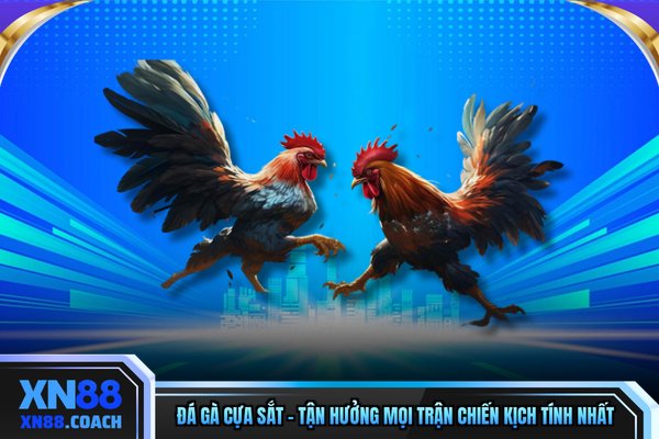Đá Gà Cựa Sắt - Tận Hưởng Mọi Trận Chiến Kịch Tính Nhất