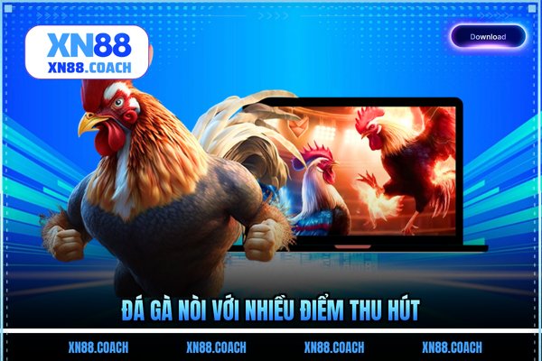 Đá gà nòi với nhiều điểm thu hút