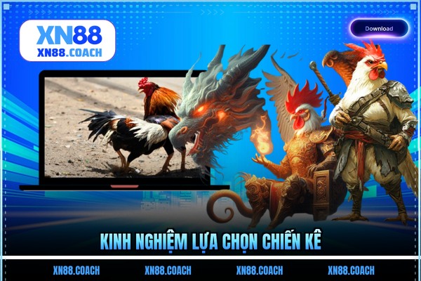 Kinh nghiệm lựa chọn chiến kê